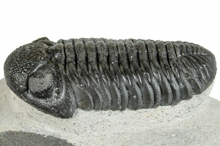 Prone Pedinopariops Trilobite - Mrakib, Morocco #287682